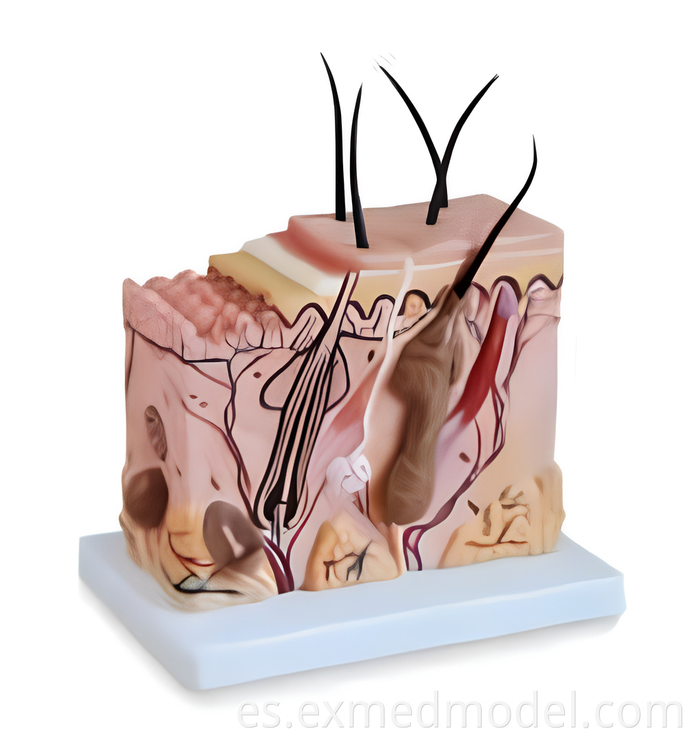 Skin Block Anatomy Training Model